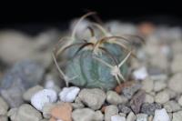 Echinocactus horizonthalonius PD 49